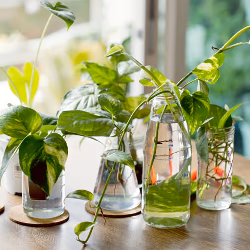 Plant Trimming Swap Event Image