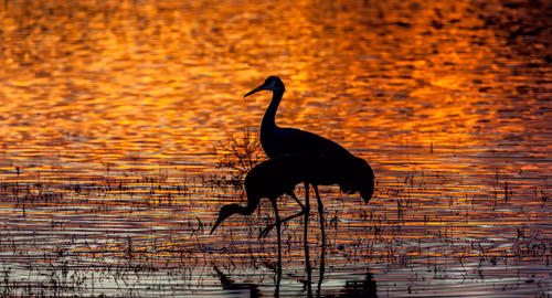 Birding After Hours Event Image