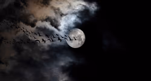 Spooky Birds Event Image