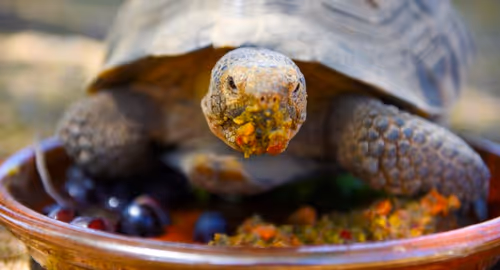 Tino’s Shell-ebration Event Image